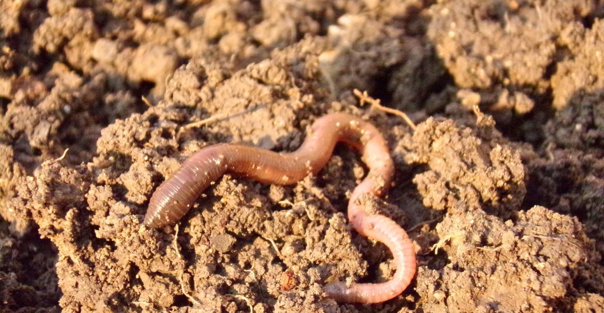 Healthy soil with worm